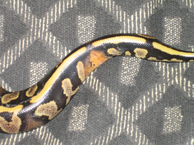 tail of striped yllow belly